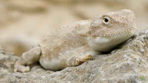 Trapelus pallidus im Terrarium halten