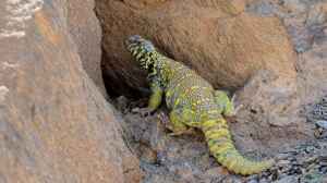 Uromastyx ornata im Terrarium halten