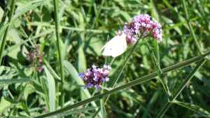 Verbene officinalis