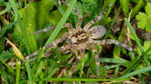 Zoropsis spinimana im Terrarium halten