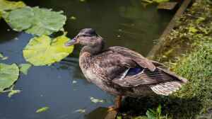 Gefiederte Gäste: Enten im Gartenteich