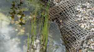 Wie kann mit einer Schilfzone ein biologisches Filtersystem für den Gartenteich gestaltet werden?