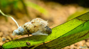 Sind Schnecken im Aquarium wichtig?