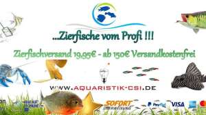 Zierfischversand mit Herz und Kompetenz von Aquaristik-CSI