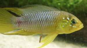 Apistogramma borelli Männchen