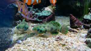 Synchiropus picturatus im Aquarium halten