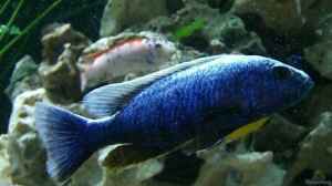 Sciaenochromis ahli ( fryeri ) Bock