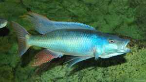 Champsochromis Caeruleus (Thola)