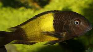 Tropheus moori Ikola WF