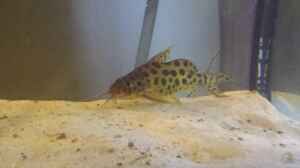 Synodontis multipunctatus Vielpunkt-Kuckuckswels