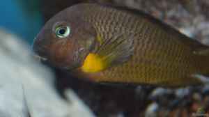 Tropheus Sizunga 