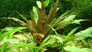 Cryptocoryne wendtii