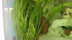 Cryptocoryne