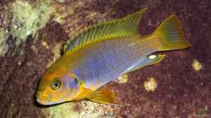 Iodotropheus Sprengerae (male)