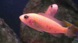 Labeotropheus trewavasae - Thumbi west - Weibchen