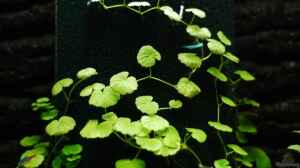 Hydrocotyle Verticillata