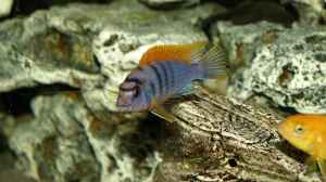 Labidochromis hongi Red Top