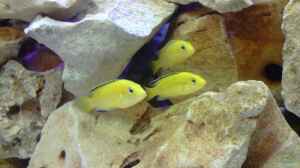 Labidochromis caeruleus "Yellow"