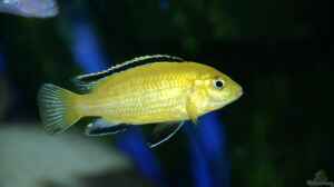 Labidochromis caeruleus yello