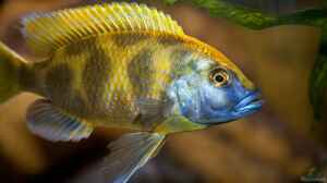 Nimbochromis venustus Männchen