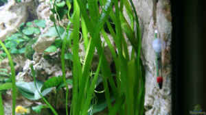 Vallisneria americana gigantea