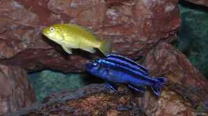 Melanochromis cyaneorhabdos (maingano) mit Labidoc