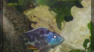 Nimbochromis Livingstoni