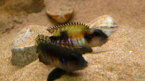 Lamprologus Speciosus female beim drohen