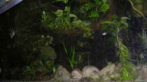 Bild aus dem Beispiel Becken 13562 von dornwels