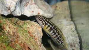 Julidochromis maleri neues Bild