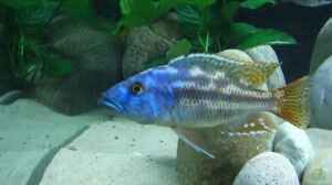 Nimbochromis fuscotaeniatus WF Männchen