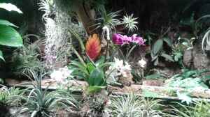 Orchideen, Bromelien, Tillandsien und Co.