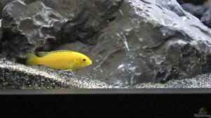 Labidochromis yellow