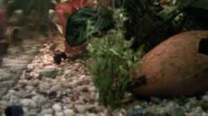 Feiner Sumatrafarn jungpflanze,im Hintergrund rote