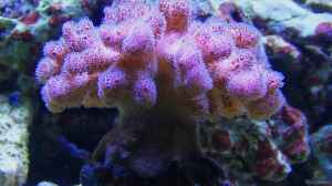 Pocillopora rosa