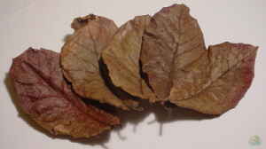 Seemandelbaumblätter