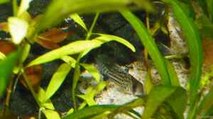 Panzerwels (Corydoras schwartzi )