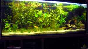 160 Liter Aquarium Typ Amazonas