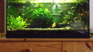 54l Guppys,Platys