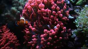 Amphiprion ocellaris - Falscher Clown - Anemonenfi