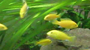 Labidochromis caeruleus , yellow