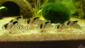 Corydoras leucomelas