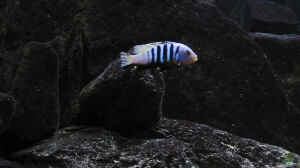 Cynotilapia pulpican Bock