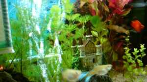 Guppys und der Platy