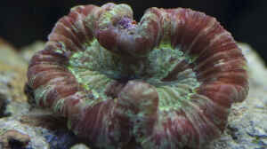 Trachyphyllia geoffroyi