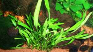 red fire + Cryptocoryne x willisii 22.01.10