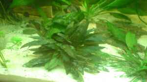 Cryptocoryne Species Brown