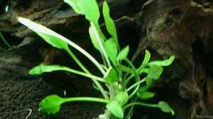 Cryptocoryne lucens