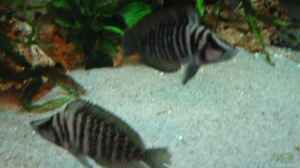 Altalamprologus calvus black Wildfang Paar