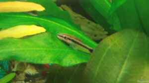 Otocinclus